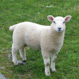 Sheep farming is the third biggest agricultural business in Ireland