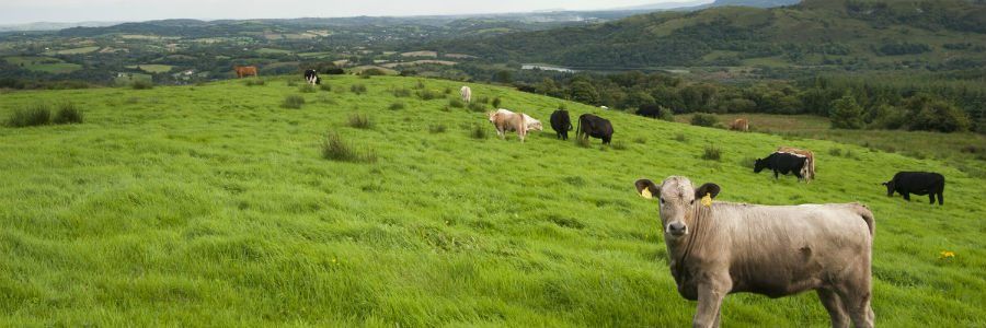 Cattle pictured on a beef farm tour of Ireland