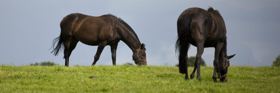 Visit The National Stud, County Kildare on a Leisure Tour of Ireland 